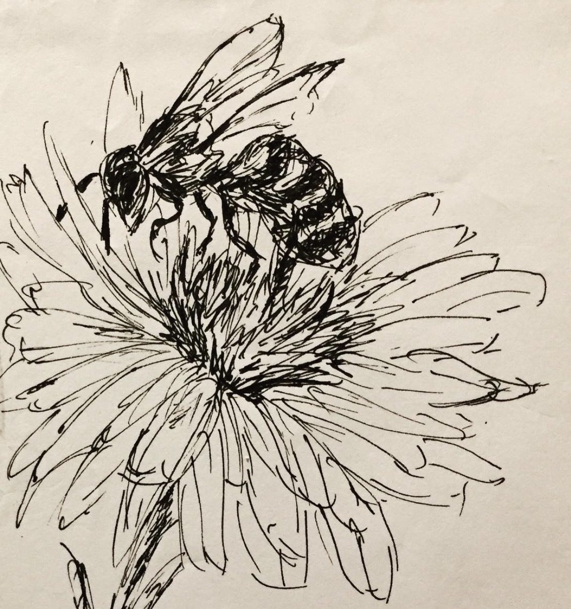 Discursive Framings of Insects and their Effects on Urban Public Perceptions